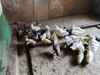 Hausente — Foto 8