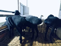كبش, Hissar sheep — الصورة 3