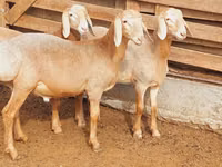 كبش, Arashan sheep — الصورة 6