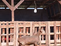 Cabra, Nubian Goat — foto 2