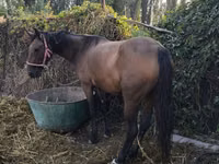 فرس, Thoroughbred horse — الصورة 1