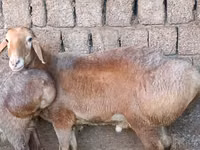 كبش, الأغنام — الصورة 1