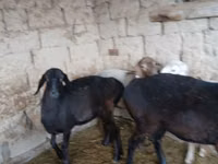 母羊, Sheep — 照片 7