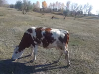 Vaca, Simmental cattle — foto 2