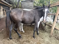 Hengst, Horse breed — Foto 5
