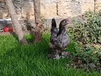 Chickens — الصورة 1