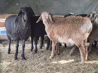 公羊, Hissar sheep — 照片 1