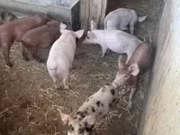 Schweine (Partie, Geschlecht nicht angegeben) — Foto 4