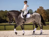 Hengst, Percheron — Foto 5
