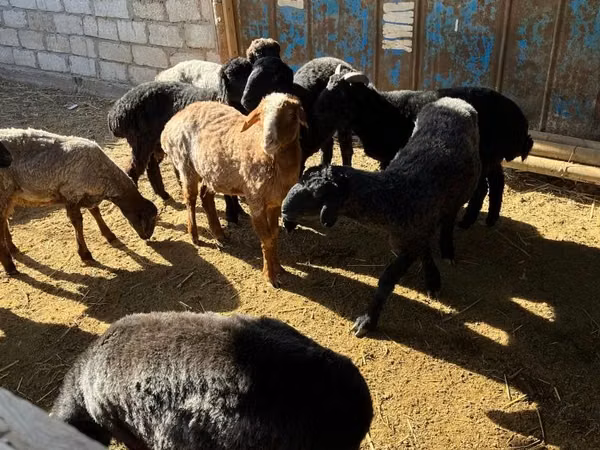 كبش, الأغنام — كازاخستان