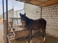 Hengst, Kyrgyz Horse — Foto 7