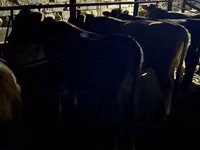 Бұқа, Swiss cattle — 5-сурет