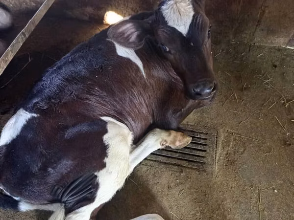 Rinder (Partie, Geschlecht nicht angegeben), Russian Black pied cattle — Kirgisistan