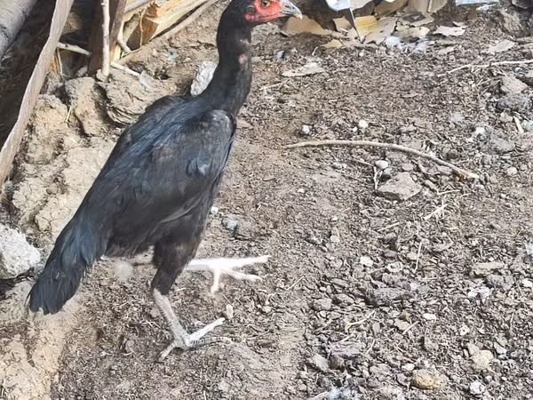 Guinea fowl