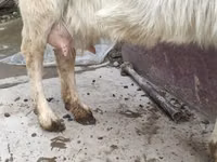 Ziege, Saanen goat — Foto 3