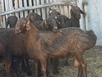 Schaf, Edilbay sheep — Foto 2