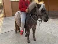 Айғыр, Falabella — 1-сурет