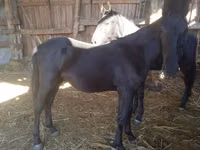 Hengst, Nonius horse — Foto 2