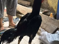 Chickens — Foto 3