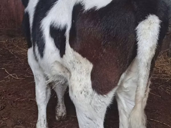母牛, Russian Black pied cattle