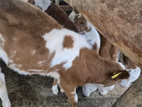 公牛, Simmental cattle — 照片 5