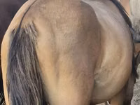 公马, Horses — 照片 2