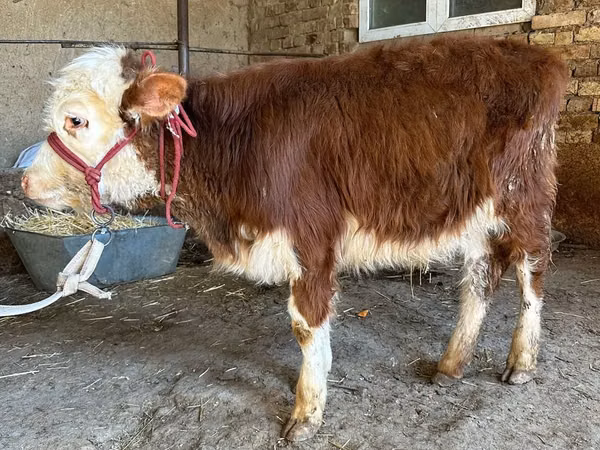 Rinder (Partie, Geschlecht nicht angegeben), Simmental cattle — Kasachstan