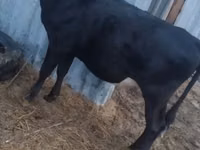 गाय, एबरडीन - एंगस — फ़ोटो 1