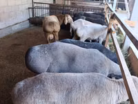 Schaf, Rhon sheep — Foto 2