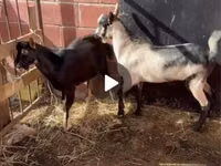 Теке, Alpine goat — 5-сурет