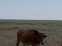 Уй, Сиырлар — сүрөт 3