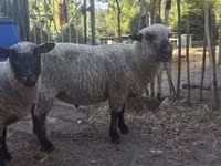 Қошқар, Shroshire sheep — 3-сурет