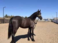 Stute, Friesian — Foto 2