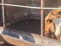 母牛, Simmental cattle — 照片 1