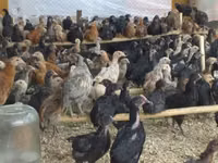 Chickens — Foto 3