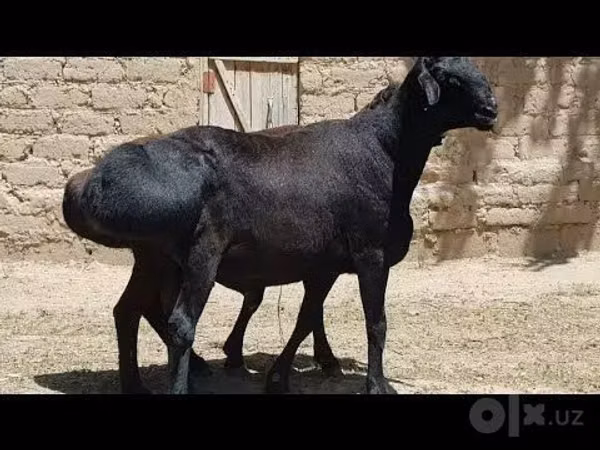 كبش, الأغنام — أوزبكستان