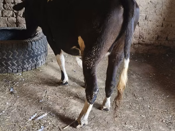母牛, Russian Black pied cattle — 吉尔吉斯斯坦