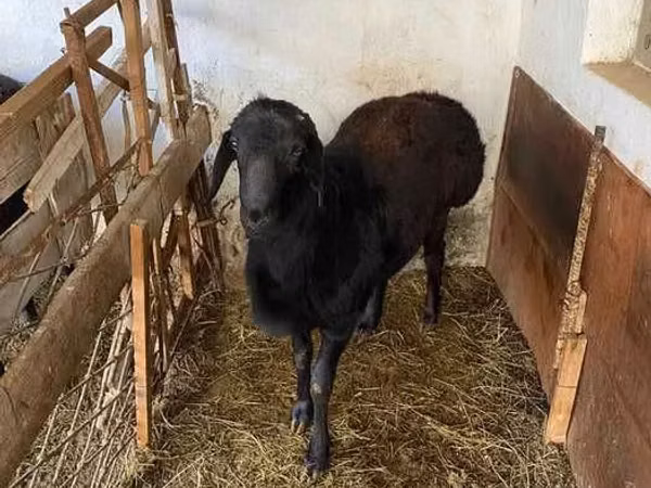 كبش, الأغنام — أوزبكستان