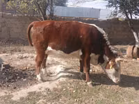 بقرة, Latvian Blue cattle — الصورة 4