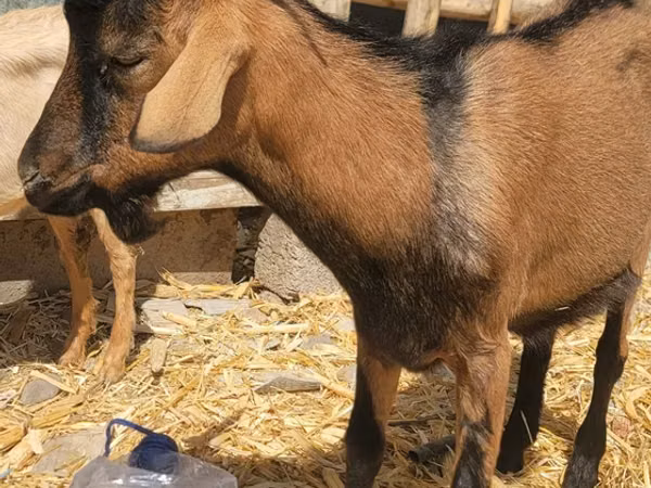تيس, Alpine goat — أوزبكستان