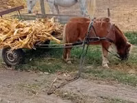 Hengst, Shetland Pony — Foto 8