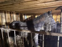 Stute, Orlov Trotter — Foto 2