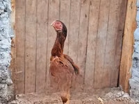 Chickens — 照片 2