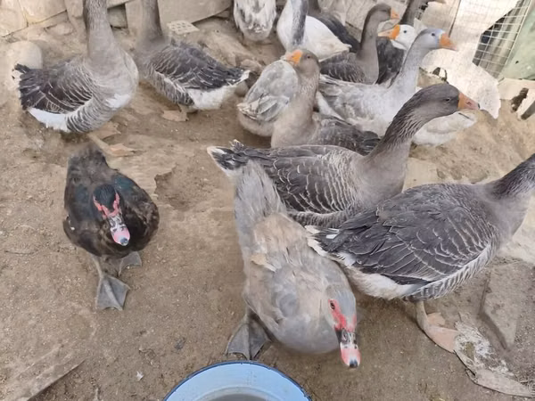 Geese