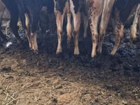 गाय, Swiss cattle — फ़ोटो 5