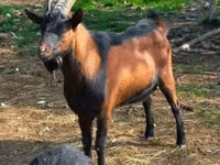 Ziege, Alpine goat — Foto 4