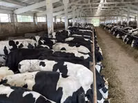 Kuh, Yaroslavl cattle — Foto 3