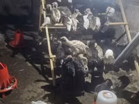 Turkeys — foto 7