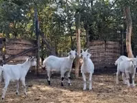 Cabro, Saanen goat — foto 3