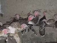 Turkeys — Foto 5